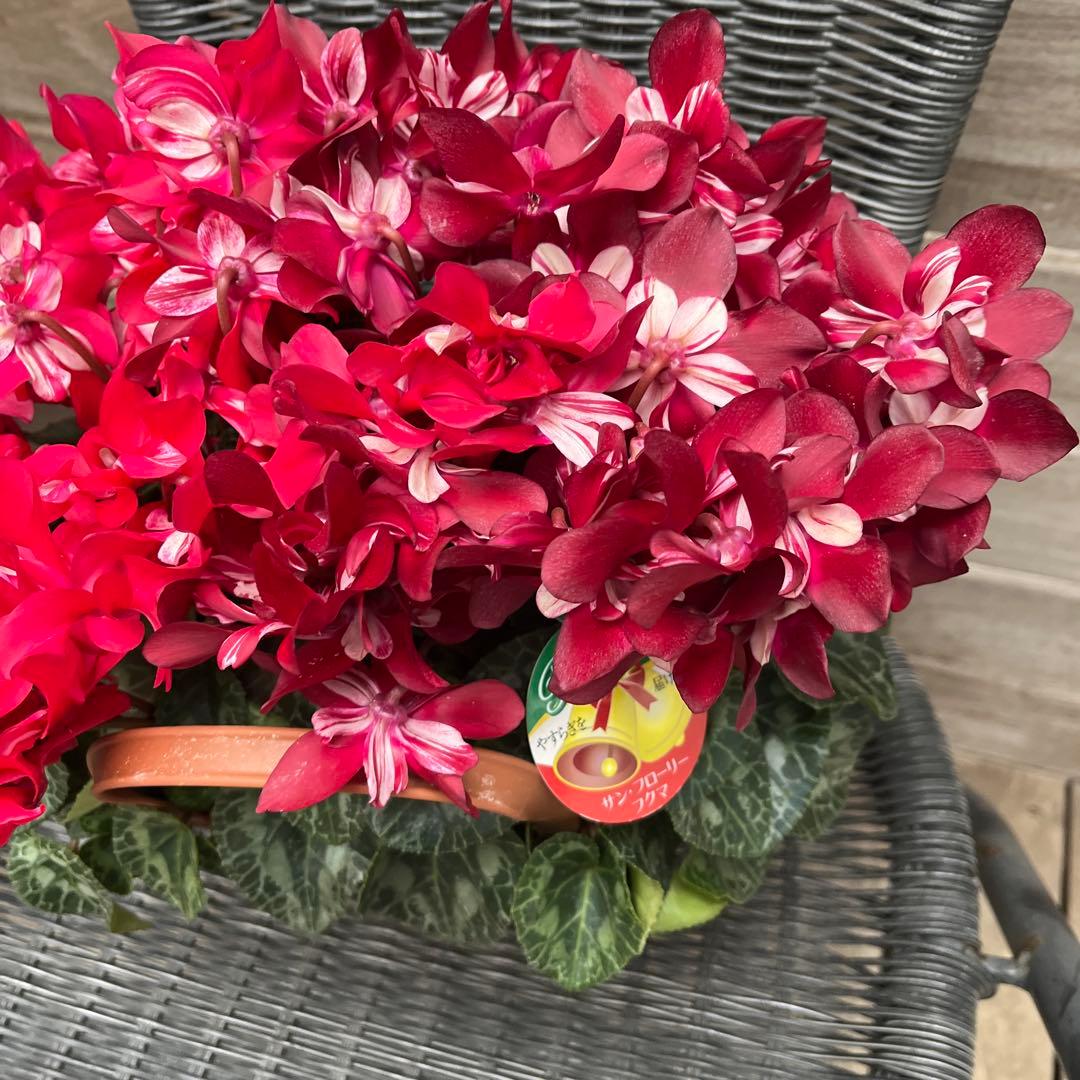 シクラメン　ミックス植え　アブソリュドゥモレル　ワインレッド　ジックス２色　２鉢