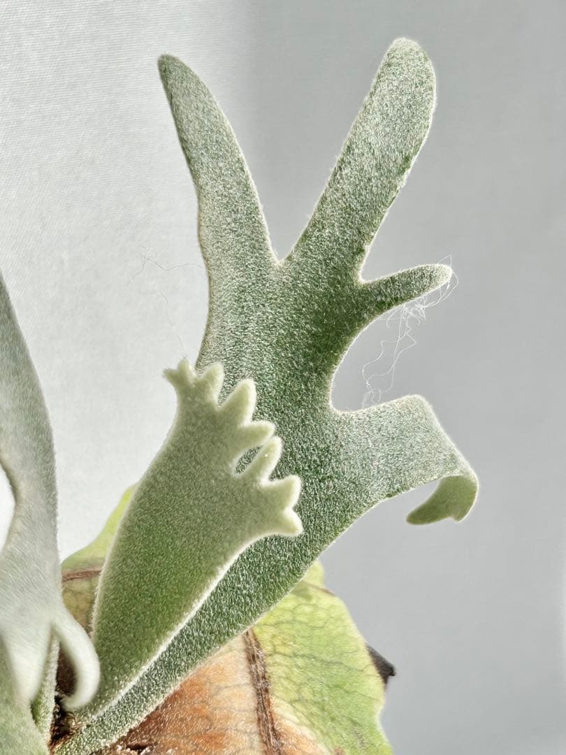 【メルカリ便】P. Willinckii Totoro' （spore）【96】