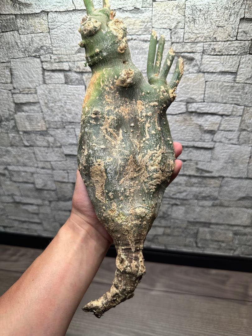 専用　アデニア　グロボーサ　ベアルート　鉢ごと