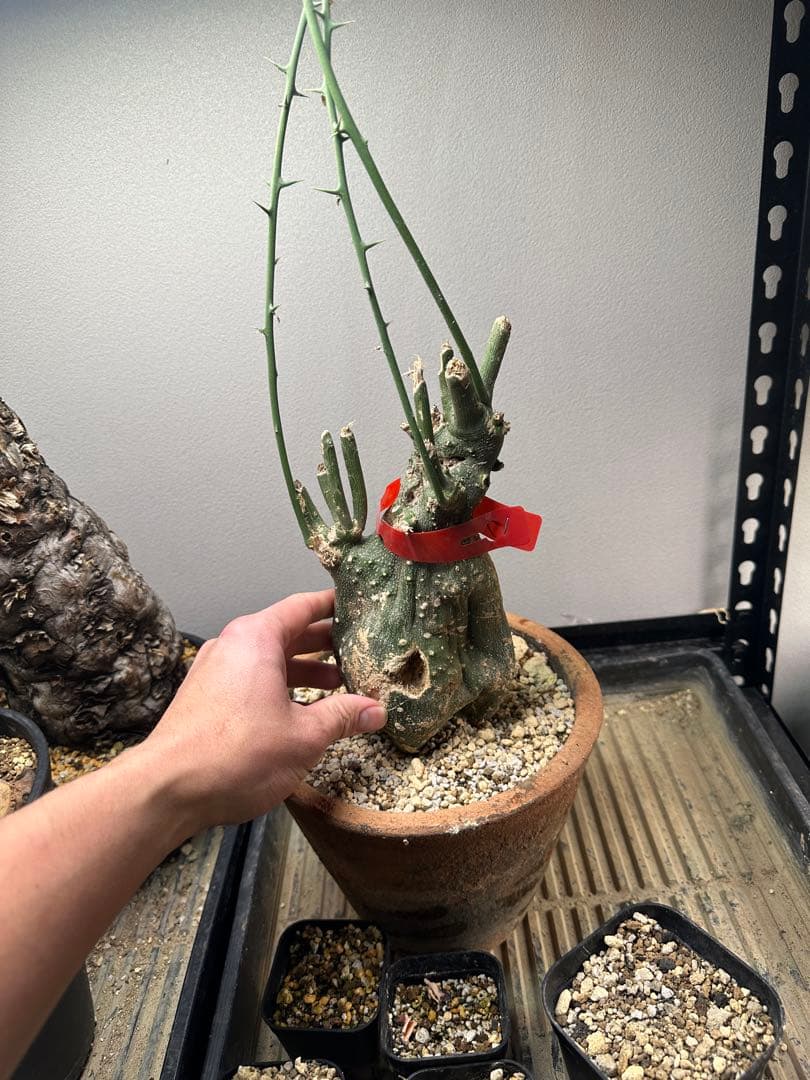 専用　アデニア　グロボーサ　ベアルート　鉢ごと