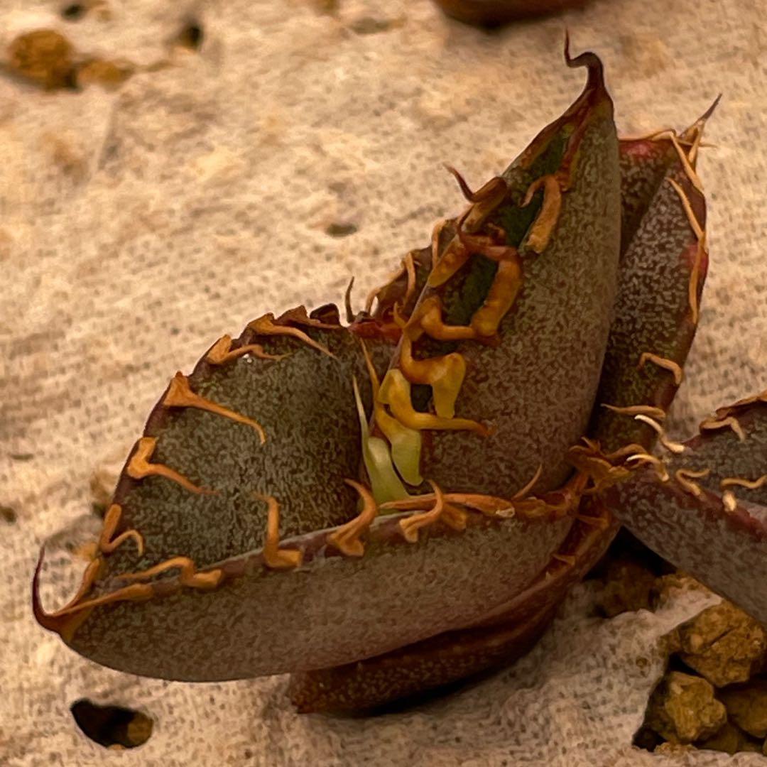 【26A】アガベ オテロイ 種子 500粒 Agave oteroi