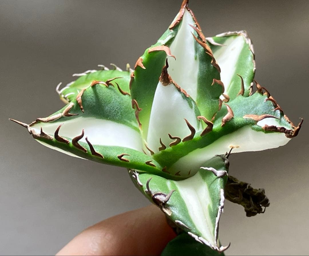 サ*店様 【オークション】選抜　強棘　美株　アガべ　チタノタ　太陽神錦　白中斑