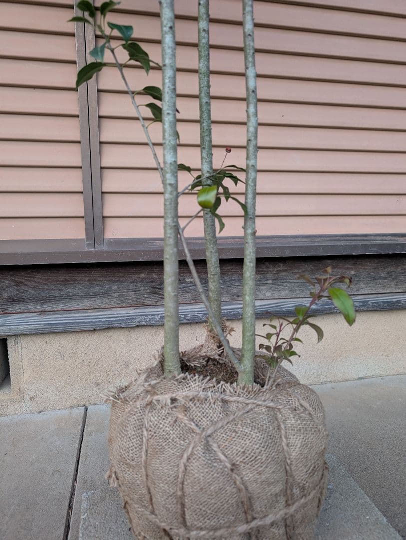 ソヨゴ　株立　雌株　②