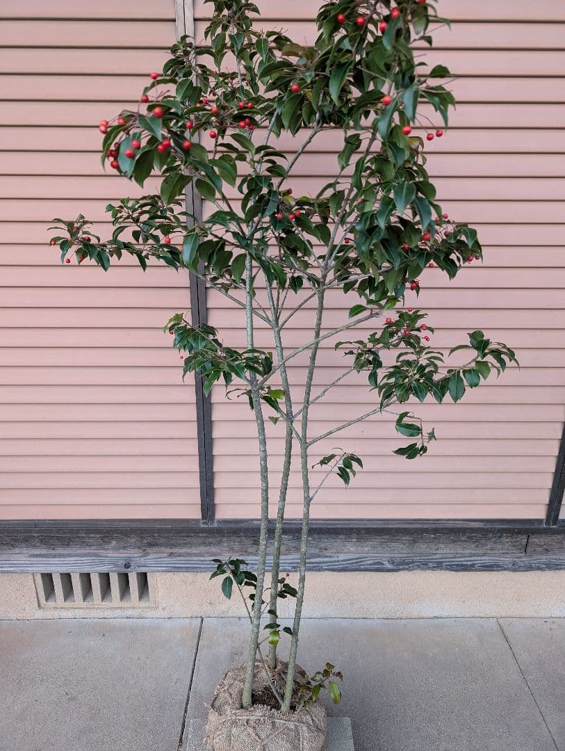 ソヨゴ　株立　雌株　②