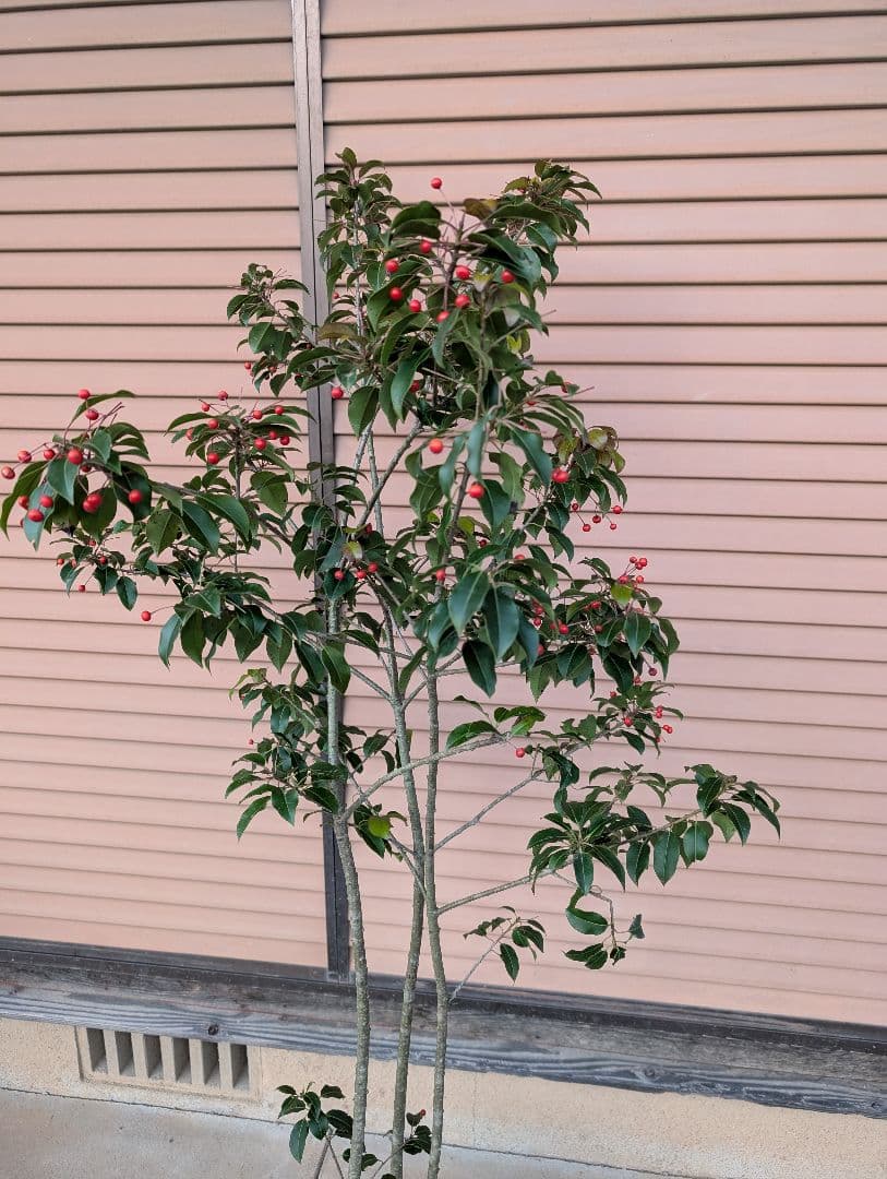 ソヨゴ　株立　雌株　②