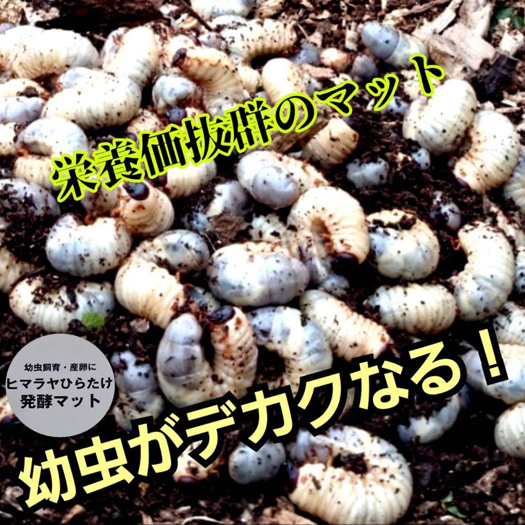 カブトムシの産卵に抜群！ヒマラヤひらたけ発酵マット【60L】雑虫がわきません！