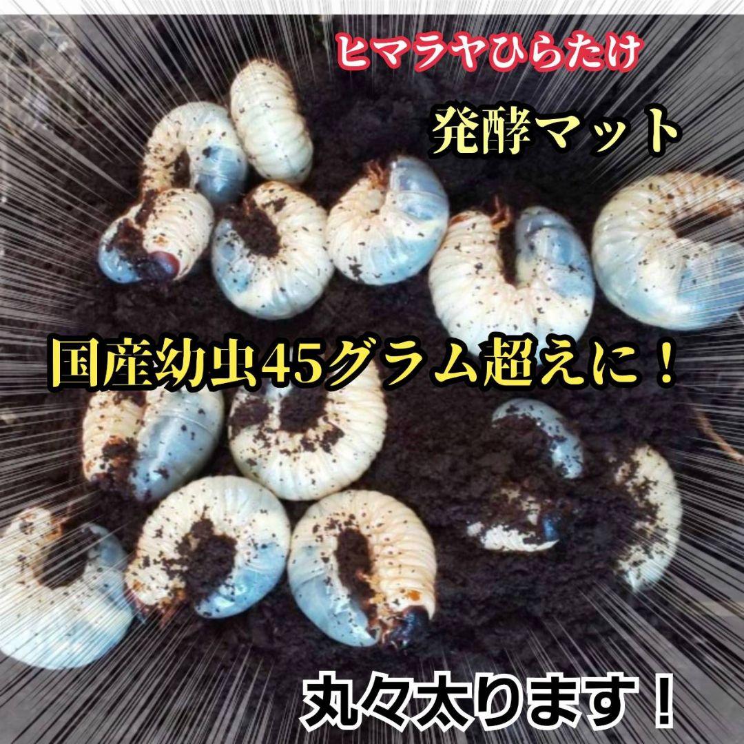 カブトムシの産卵に抜群！ヒマラヤひらたけ発酵マット【60L】雑虫がわきません！