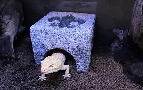 爬虫類　角型シェルター　7