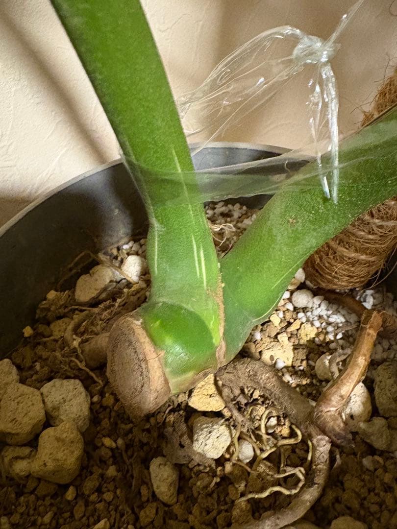 モンステラ・ポトス Monstera Deliciousa Skeleton(Variegated)