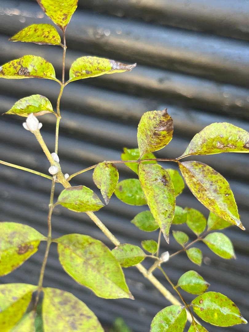 山採り天然　アオダモ　4本株立ち　91
