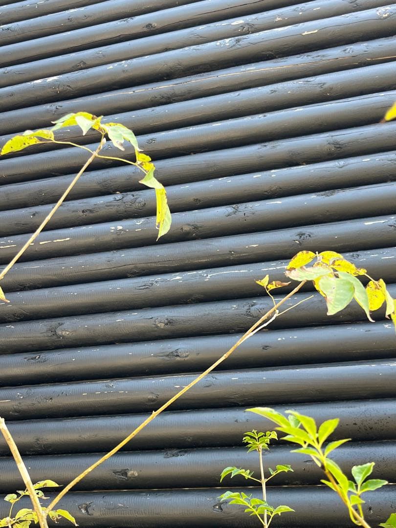 山採り天然　アオダモ　4本株立ち　91