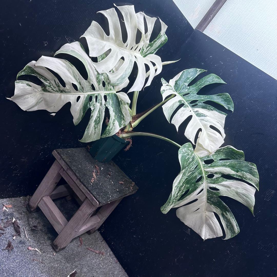 y*o様 斑入りモンステラ ホワイトタイガー極美大株53cm白斑多