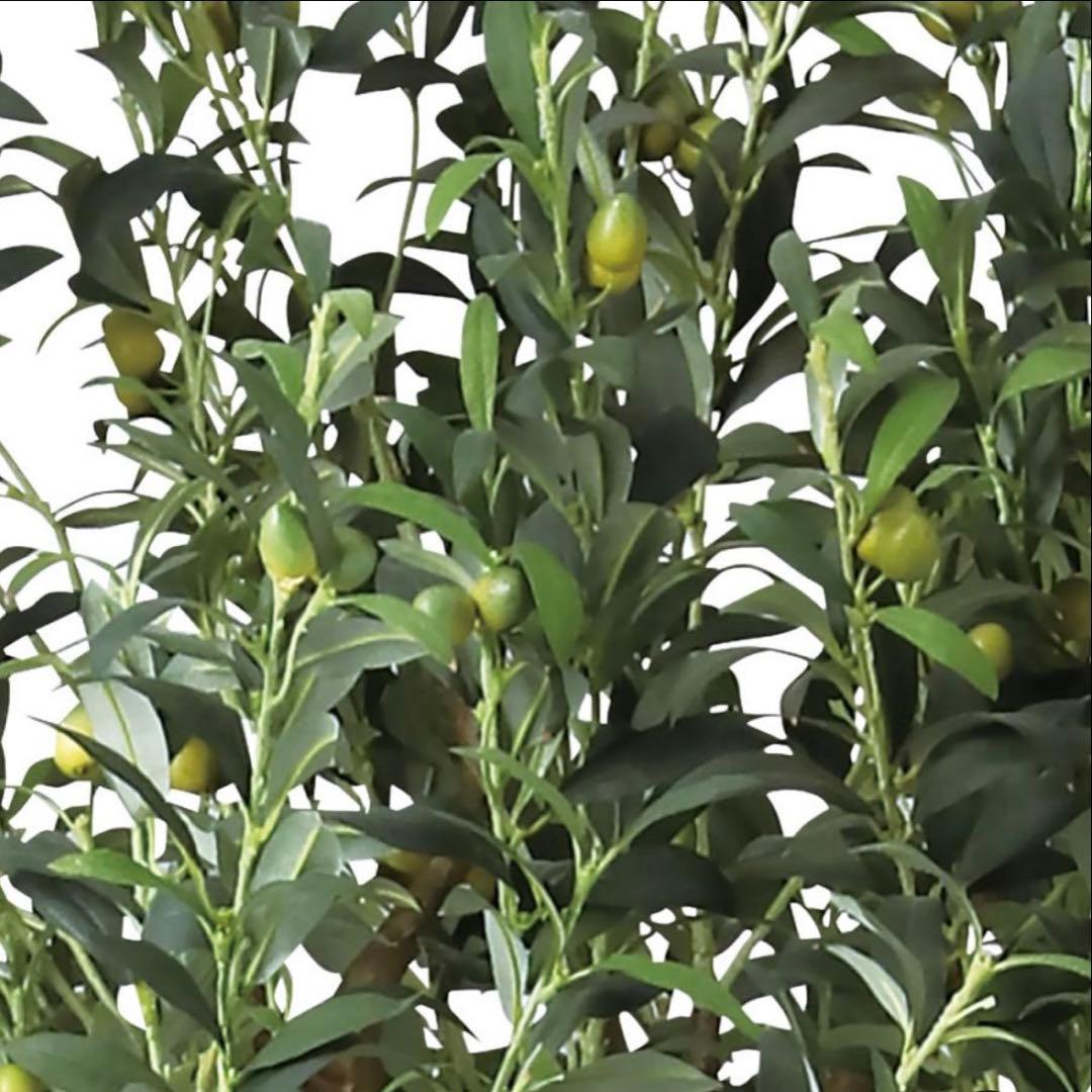 光触媒　人工観葉植物　ウォールグリーン　フェイクグリーン　ブラックオリーブ鉢付き