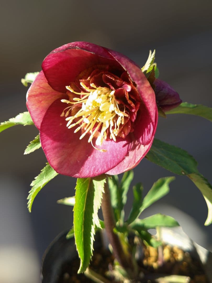 クリスマスローズ　グロッシーレッド　カップSd