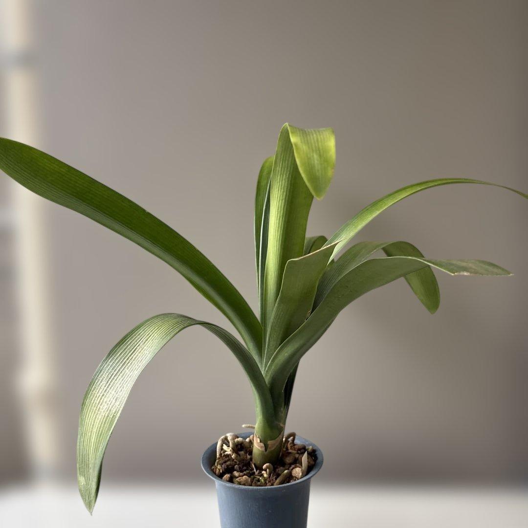 ELZA　クンシラン銘花交配４点セット テッサ×グロリア他３点