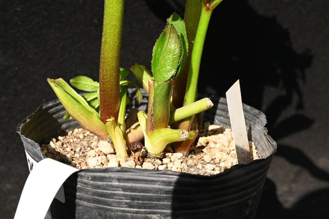 クリスマスローズ　認定グロッシーカラー　アプリコット　加藤農園