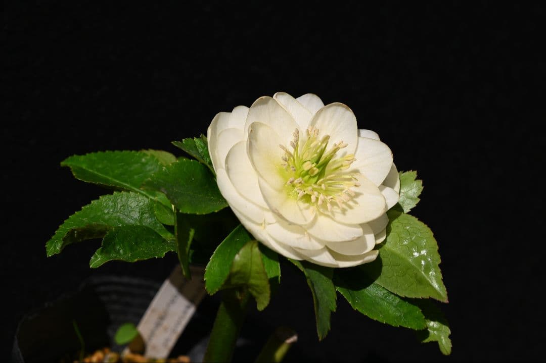 クリスマスローズ　多弁系丸弁ホワイト　加藤農園