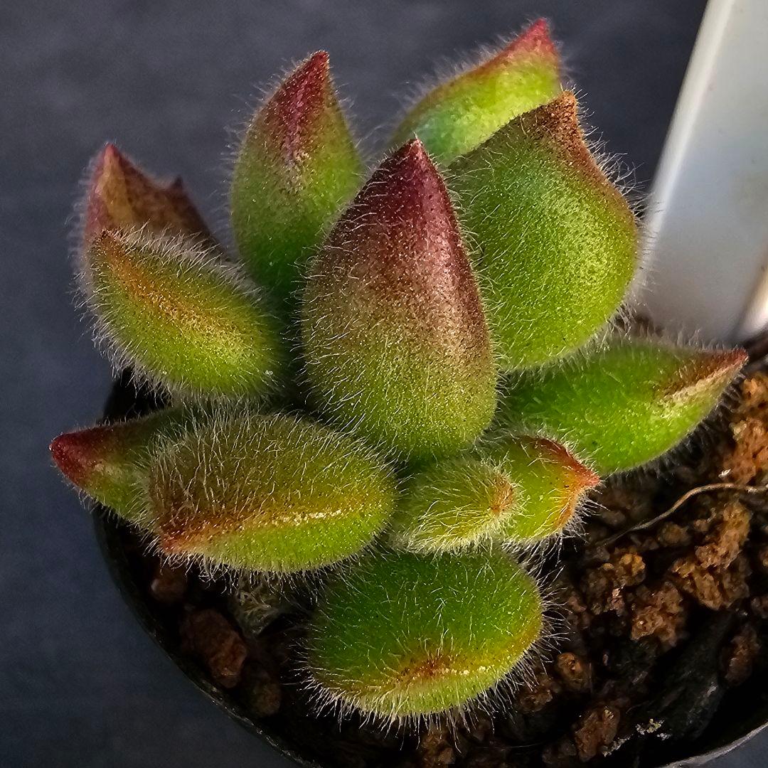 ロウルサンコさんラベル付き&メルカリ便発送☆コチレドン ポチ