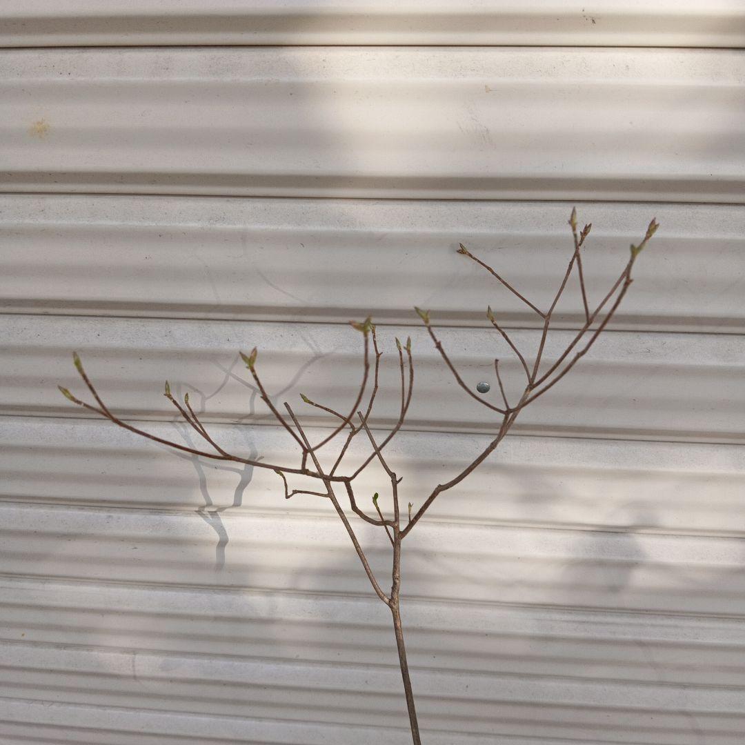 バイカツツジ　山採り