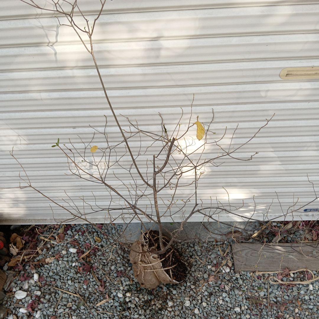 バイカツツジ　山採り