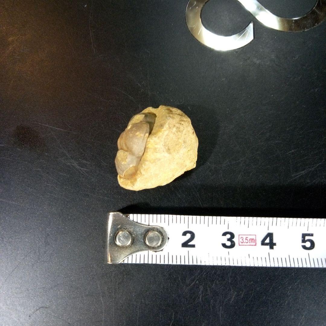 三葉虫　化石　fossil　海　ボリビア産　trilobite　海生動物判別⑤