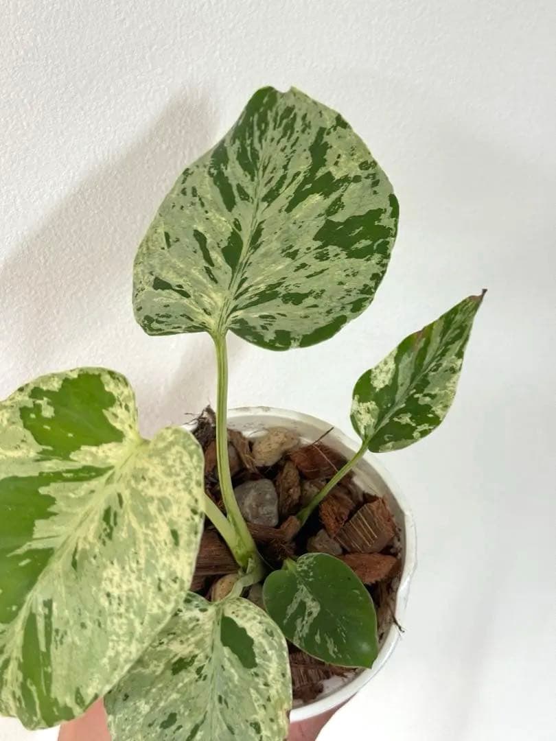 A*☆様 【早い者勝ち】モンステラ　デリシオーサ　ベトシオーサ 斑入り