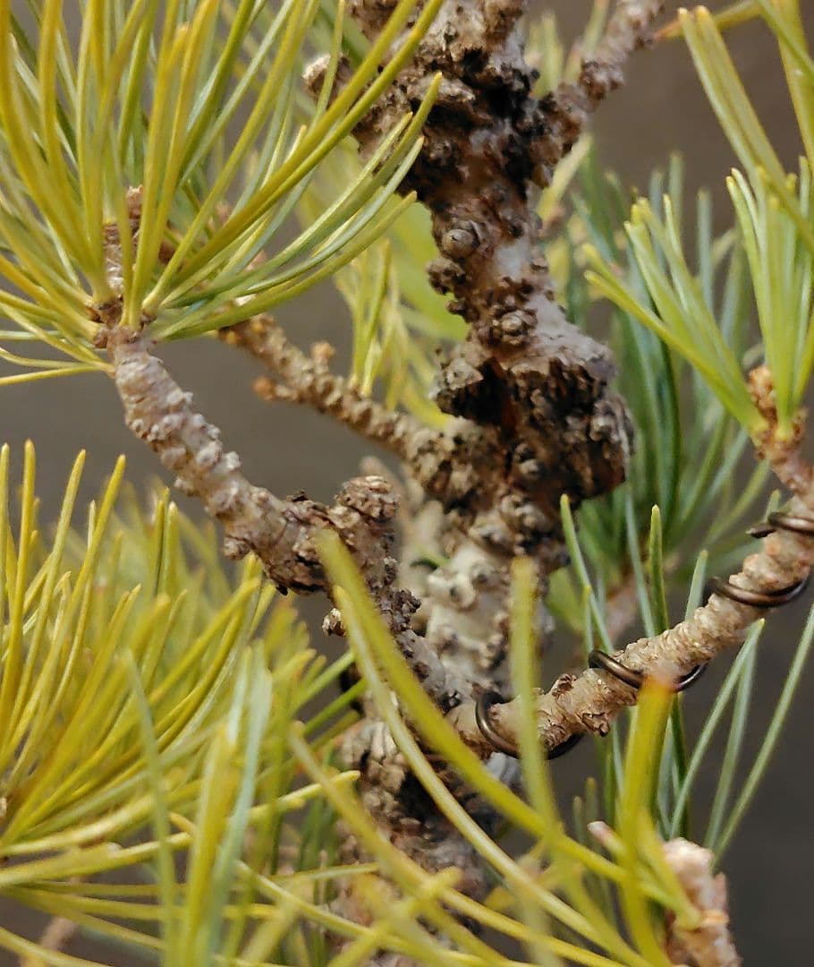 イボ幹五葉松盆栽！