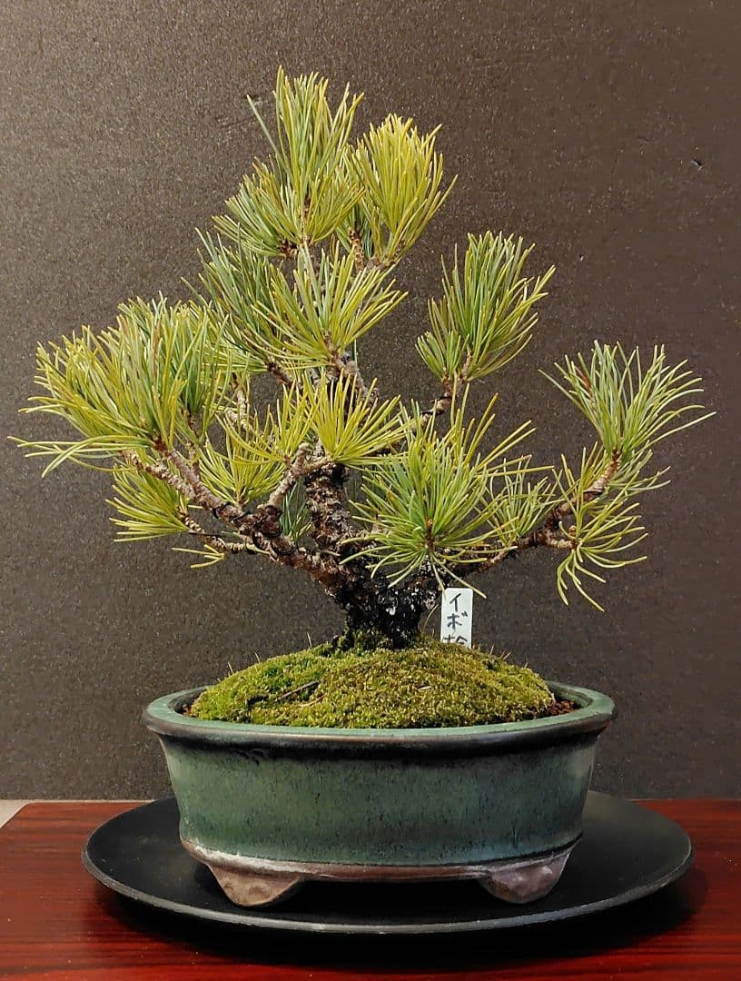 イボ幹五葉松盆栽！