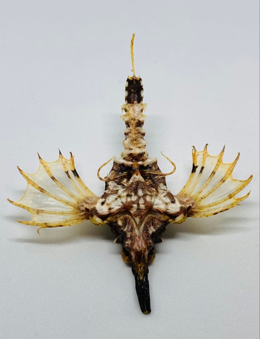 ウミテング 乾燥標本①　海　魚　レア　標本