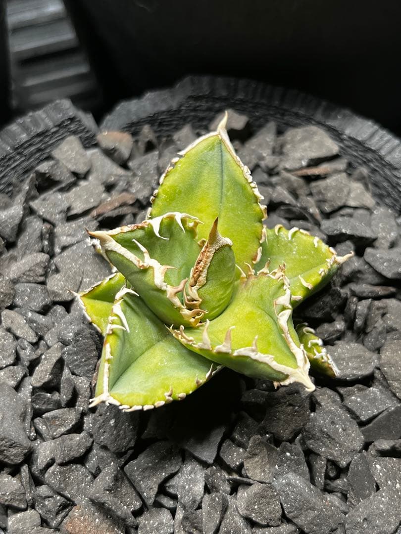 ルナさん専用　アガベ　IVORY\"WA\" 子株