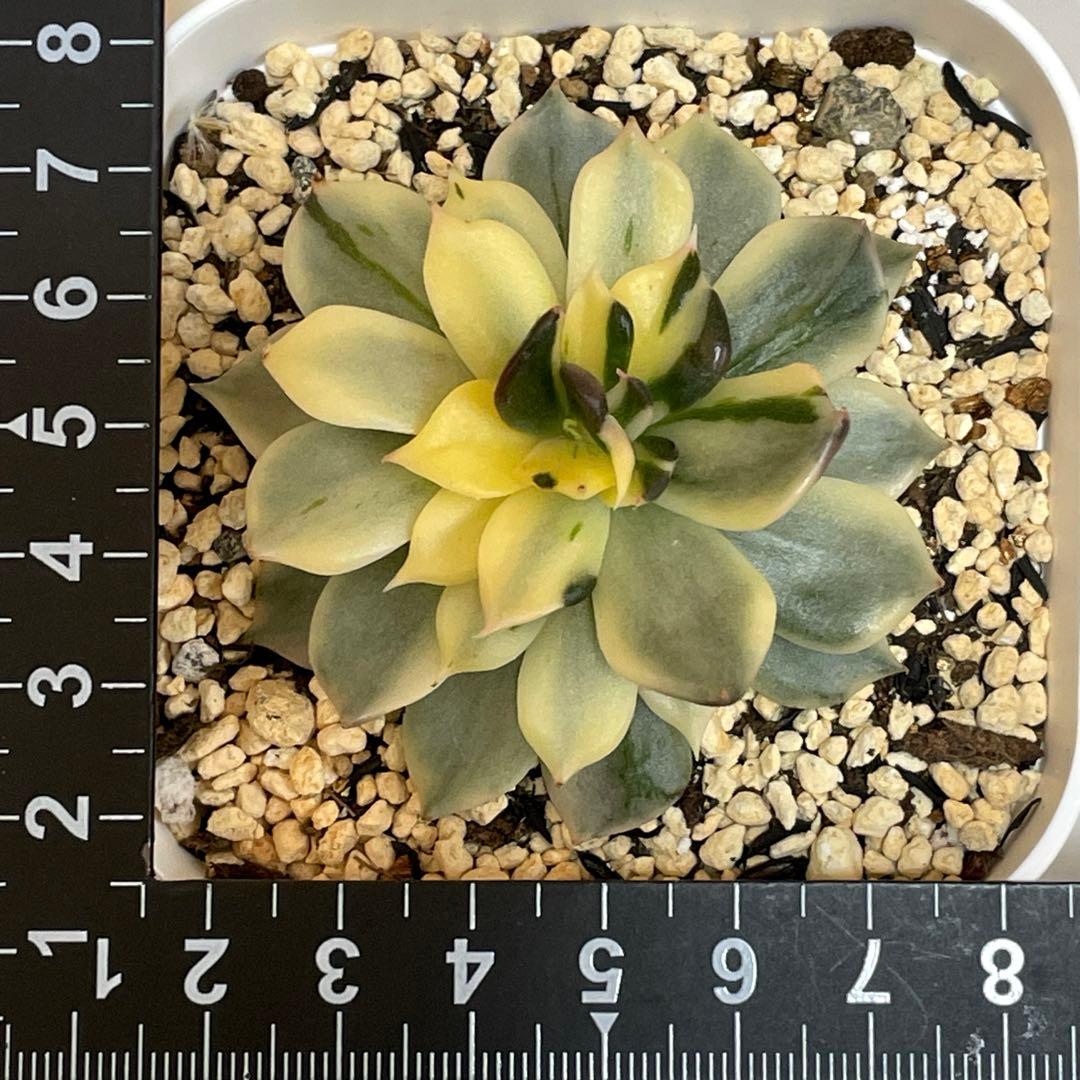 インドネシアから直輸入！　超希少種！　ゴールドプリンス錦　抜き苗　速達付