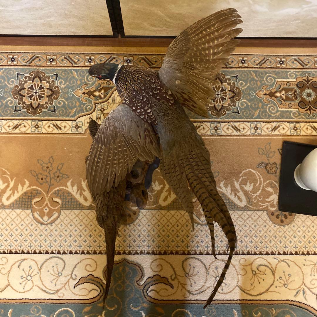 2匹の孔雀の剥製 (昭和期)