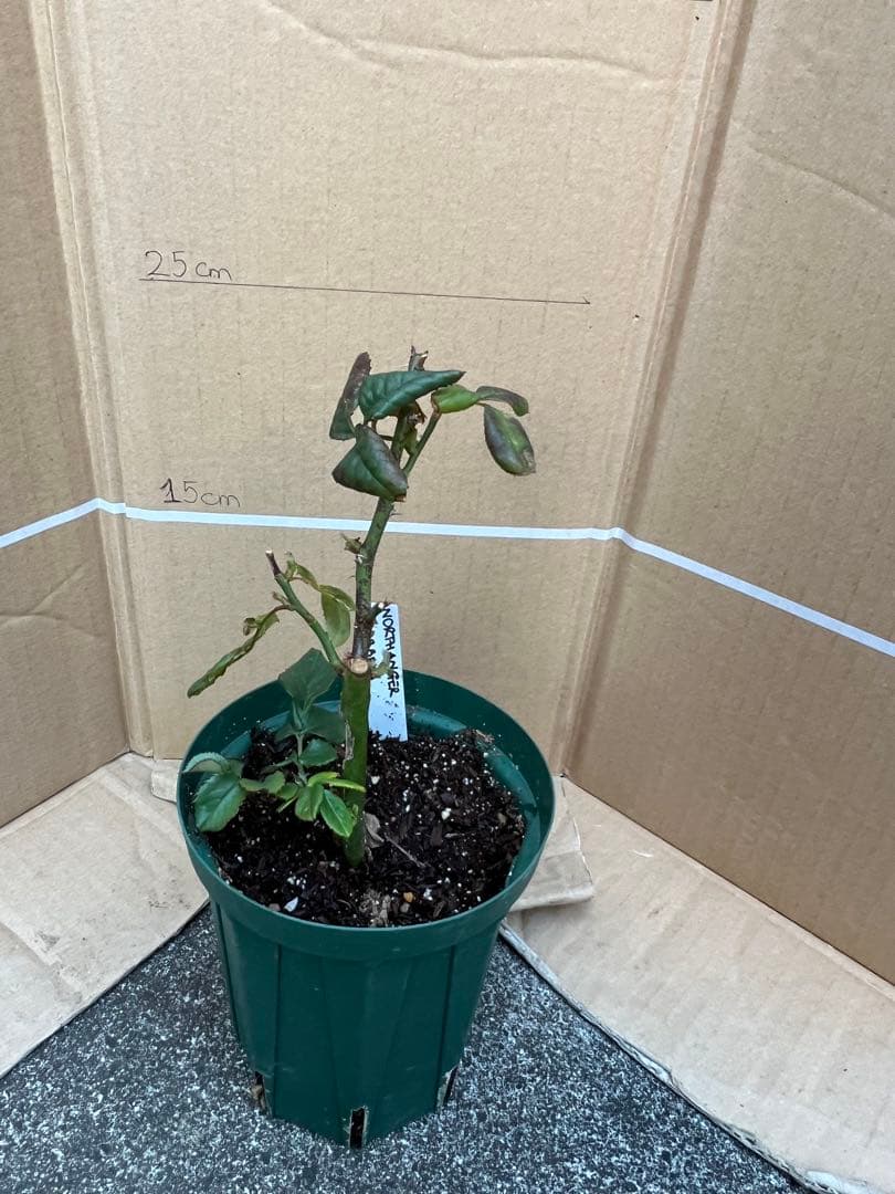 「モン&ミーママ」切り花品種バラ苗　レアバラ　4点