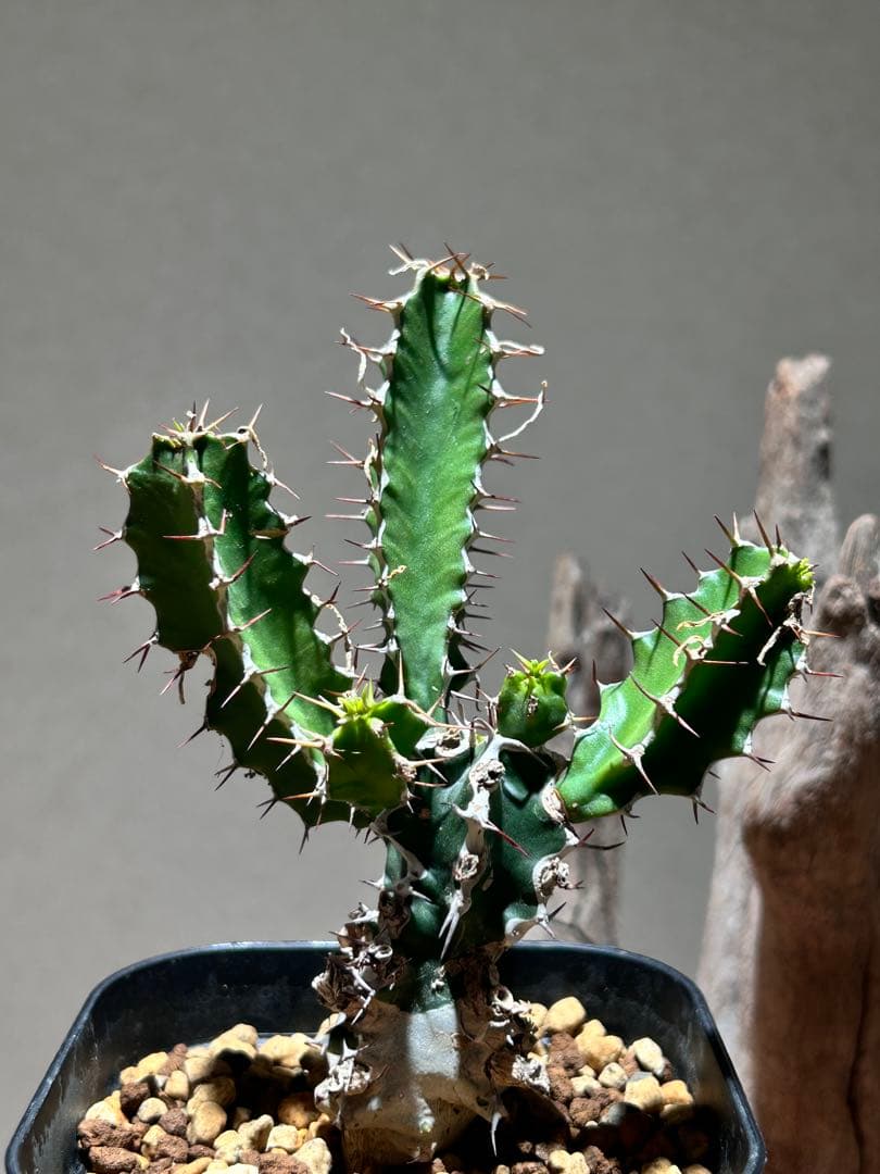 ユーフォルビア　ムランジーナ　B