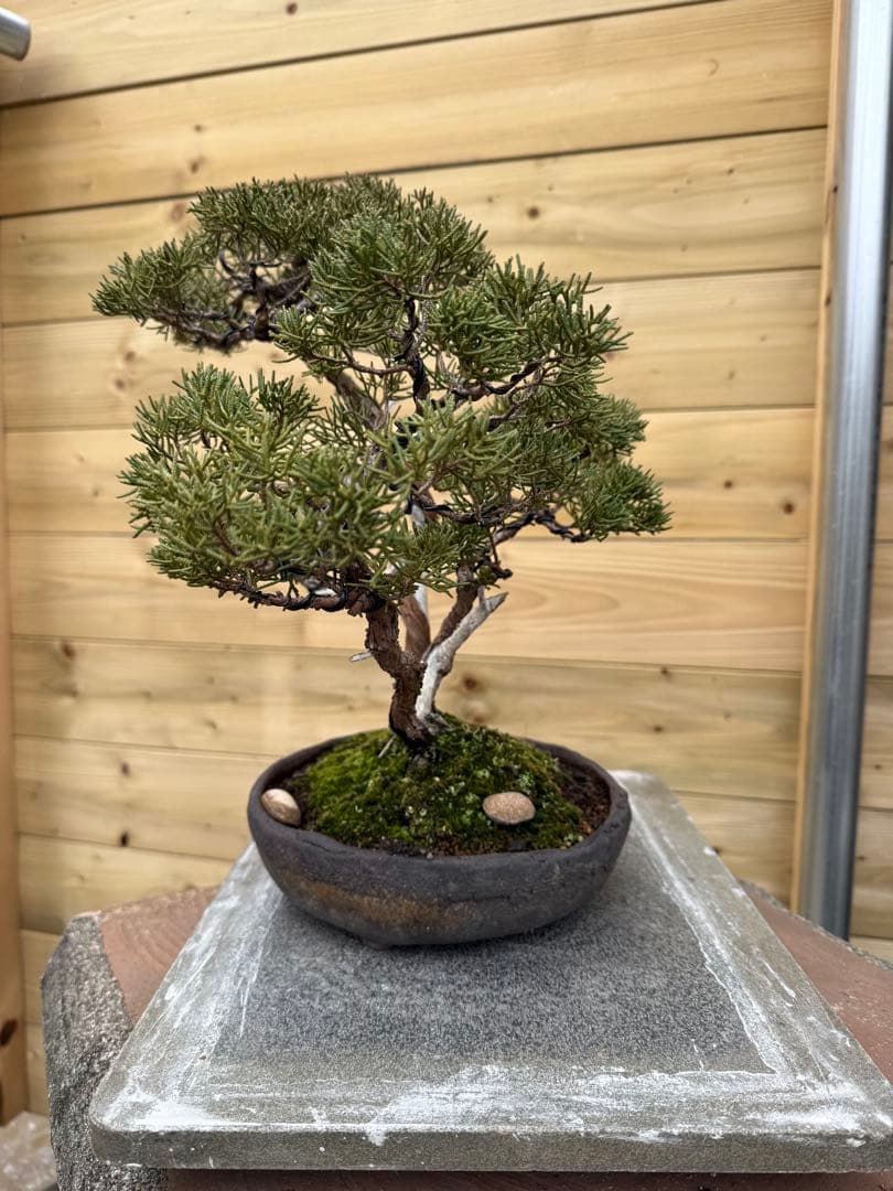 憲*様 真柏 株立ち 盆栽 樹高約35cm Juniperus 中品盆栽