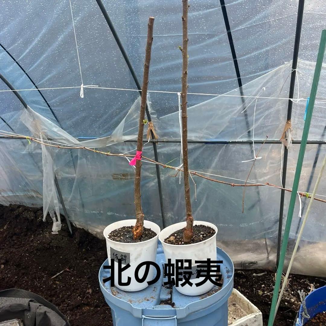 さくらんぼ　1.7メートル佐藤錦苗木　ナポレオン苗木　2本セット　三年