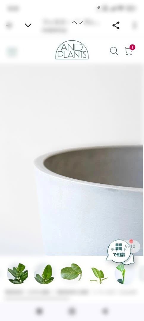 フィカス 約60cm　鉢付き