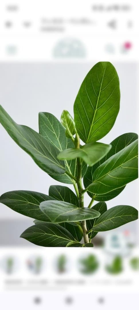 フィカス 約60cm　鉢付き