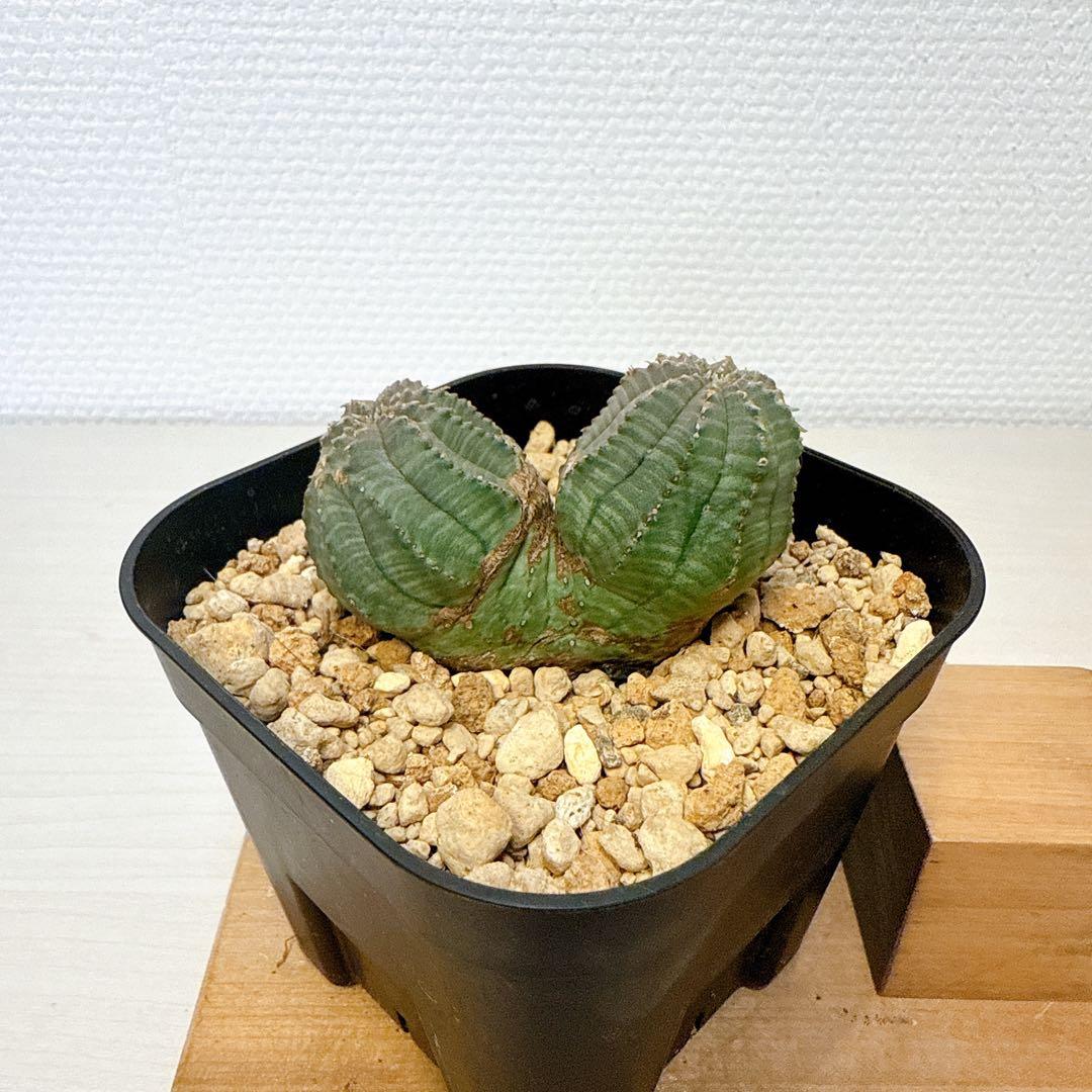 2頭オベサ【発根済】ユーフォルビア/バリダ ホリダ