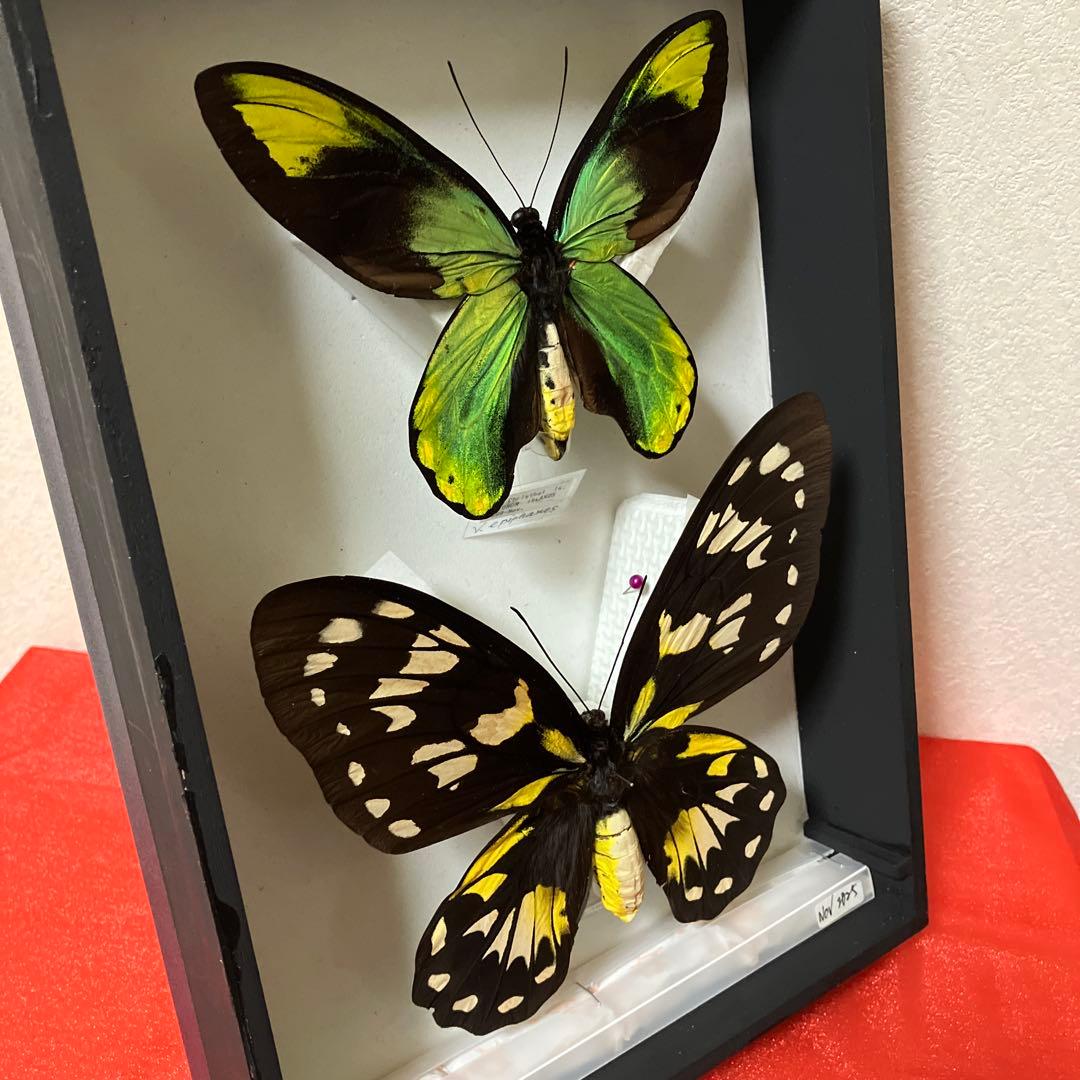 ビクトリアトリバネアゲハ♂♀