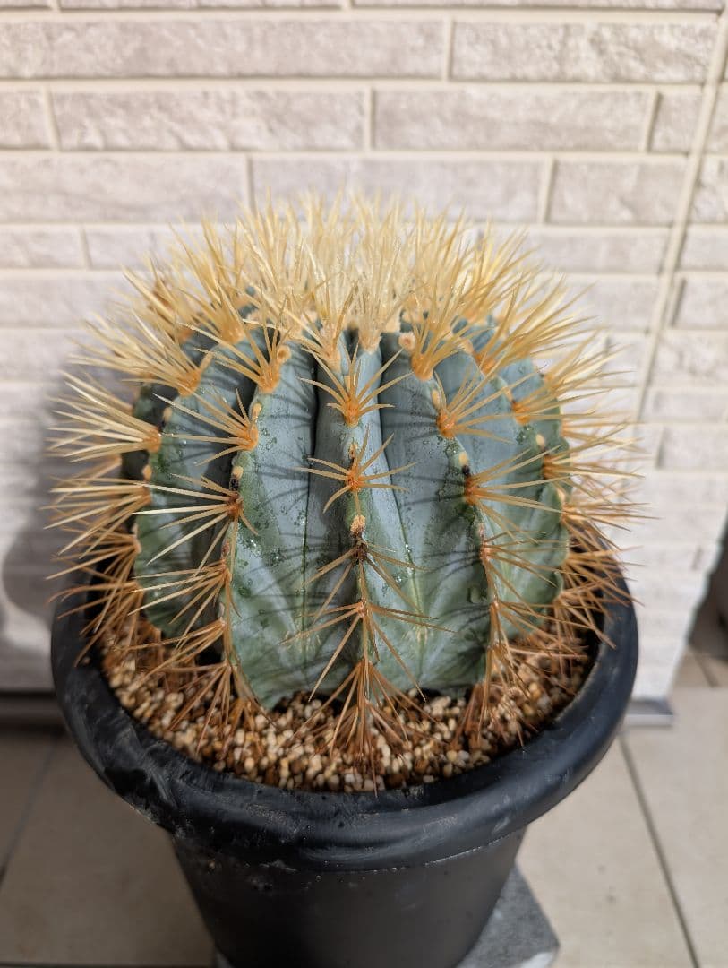 【Omc Labo】フェロカクタス 王冠竜 サボテン　ドライガーデン　美品