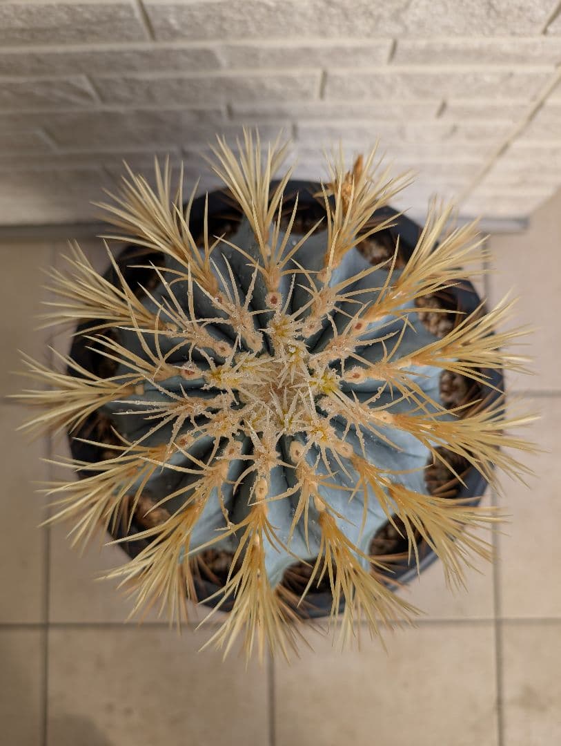 【Omc Labo】フェロカクタス 王冠竜 サボテン　ドライガーデン　美品