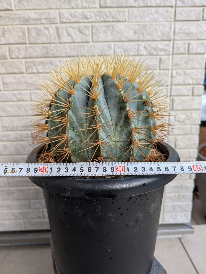 【Omc Labo】フェロカクタス 王冠竜 サボテン　ドライガーデン　美品