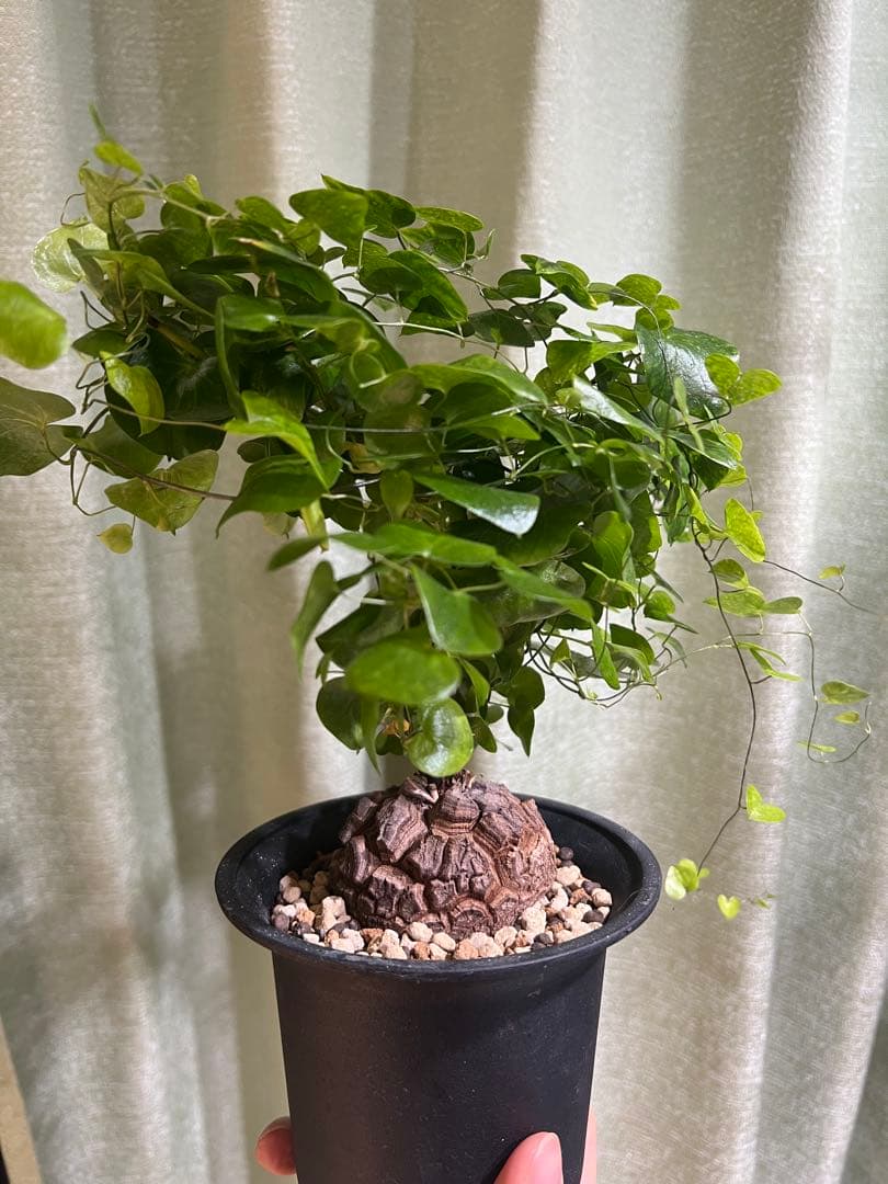 4号鉢　亀甲竜　2鉢セット