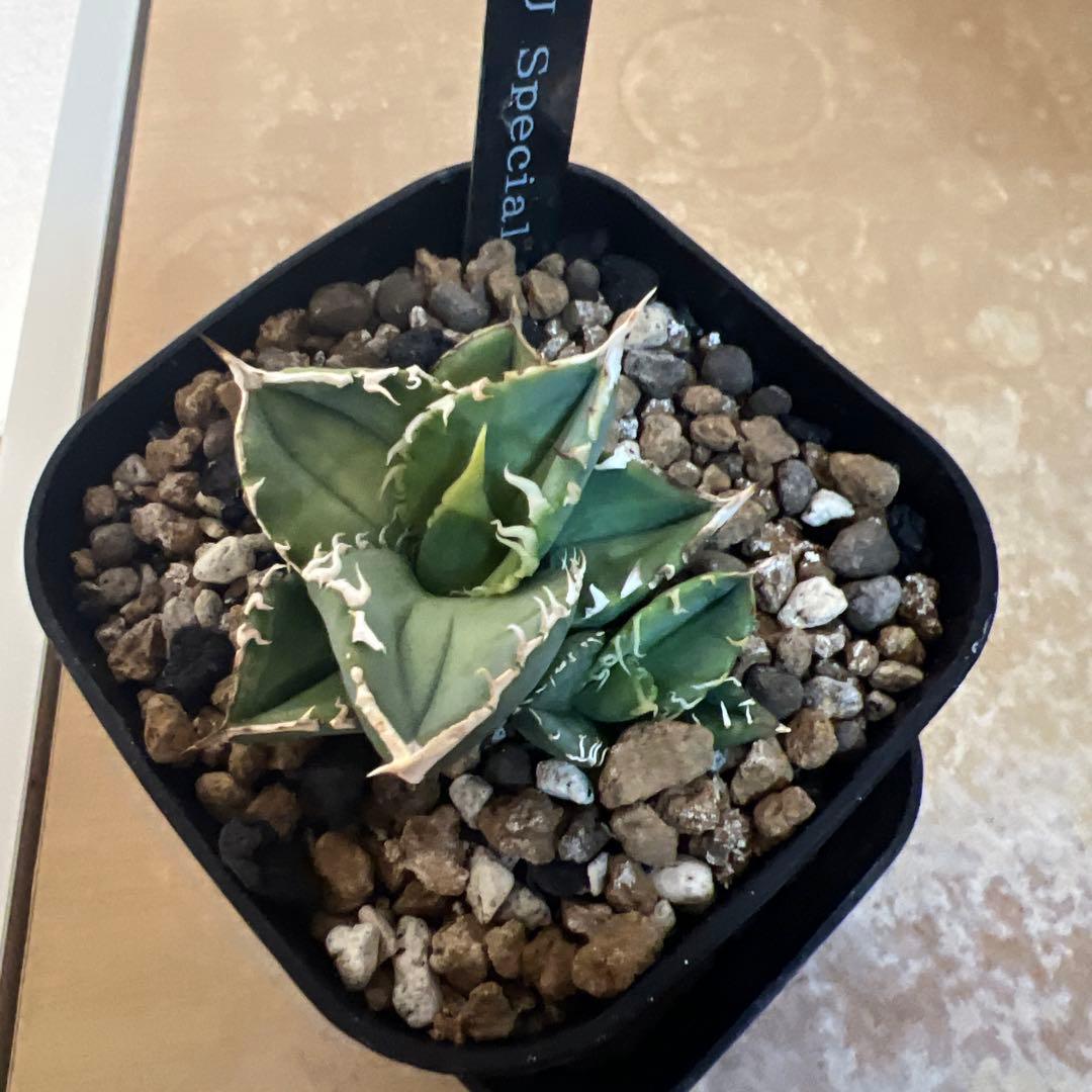 CJ Special アガベ