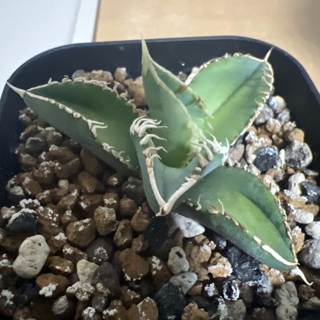 CJ Special アガベ