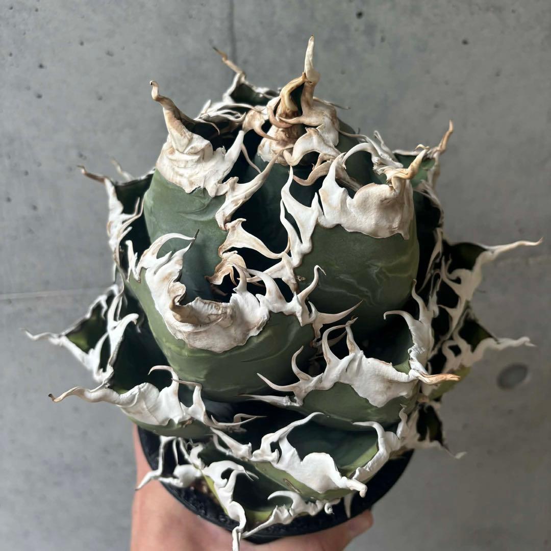 チタノタ　悪魔/バケモノ系　親株