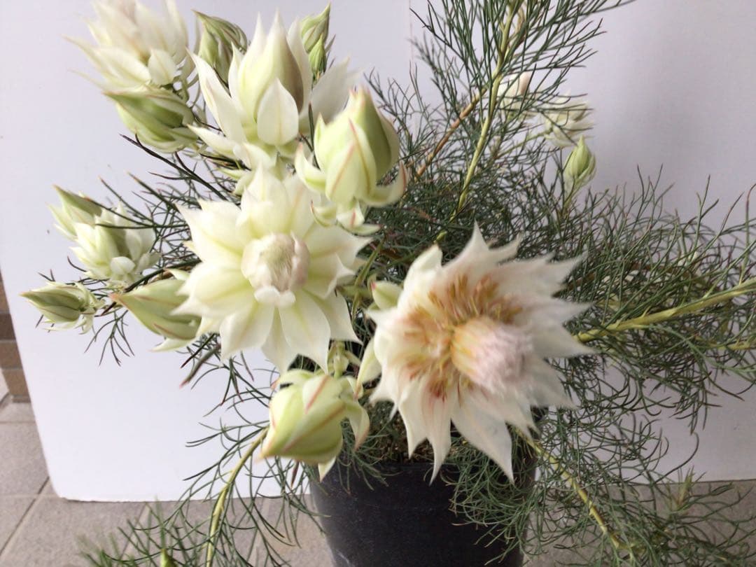 ② 幹が太くしっかり根が張ってる特選品‼︎ セルリア・ブラッシングブライト