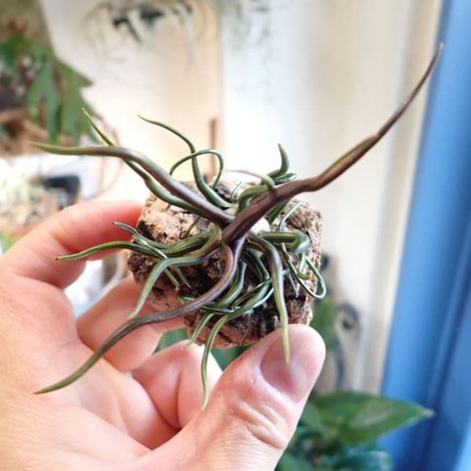 ◆13日14日限定割引中　極上品　チランジア　ブルボーサ　タイニーダンサー