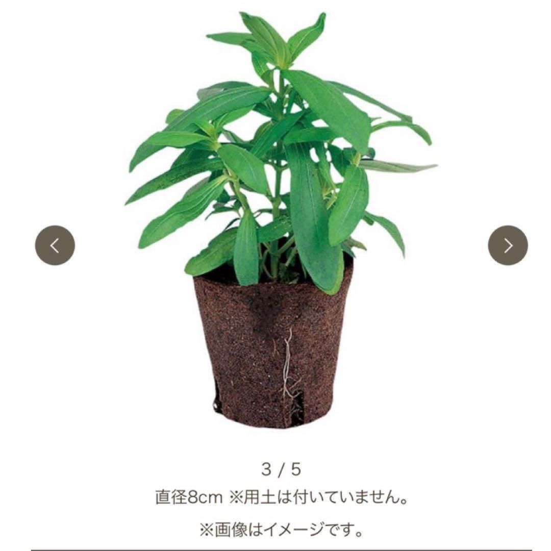 ジフィーポット丸型 8cm 約1400個入 スリット入り#130そのまま植えれる